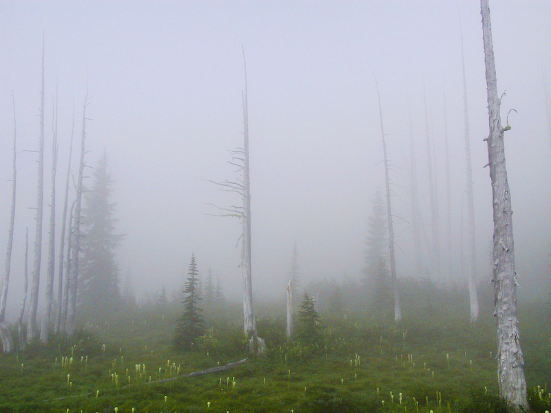 Fog Shrouded Snags And Bear Grass Flowers